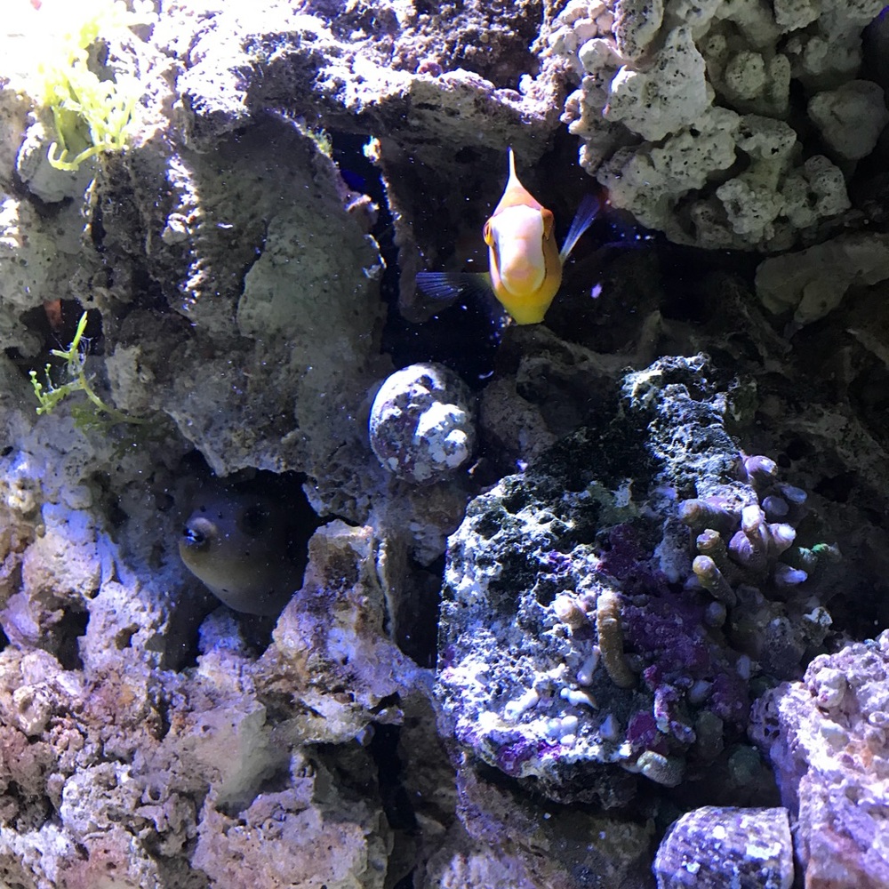 Meet your Posher, Paul